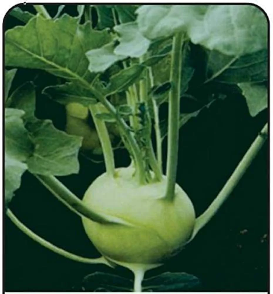Knol Khol White Desi Vegetable Seeds - Cultivate Crisp and Nutritious Kohlrabi - Image 3