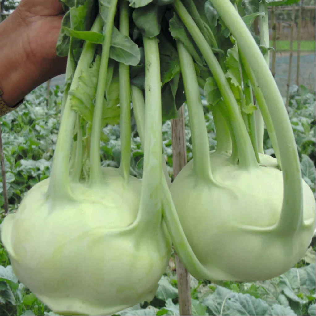 Knol Khol White Desi Vegetable Seeds - Cultivate Crisp and Nutritious Kohlrabi - Image 4