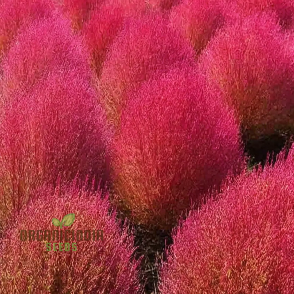 Kochia Burning Bush Seeds – Red Foliage Variety for Dramatic Garden Accents - Image 3