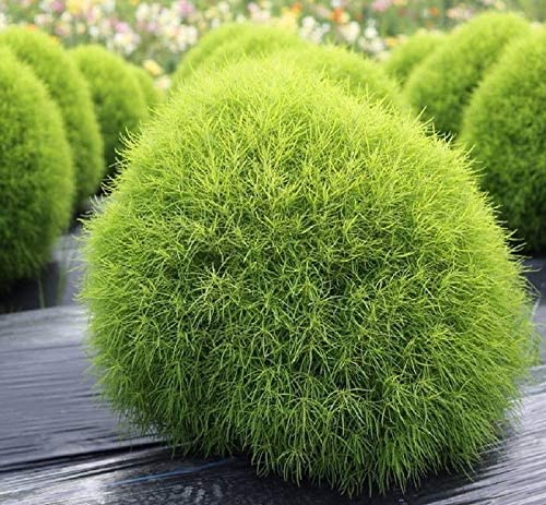 Kochia Burning Bush Seeds – Red Foliage Variety for Dramatic Garden Accents - Image 5