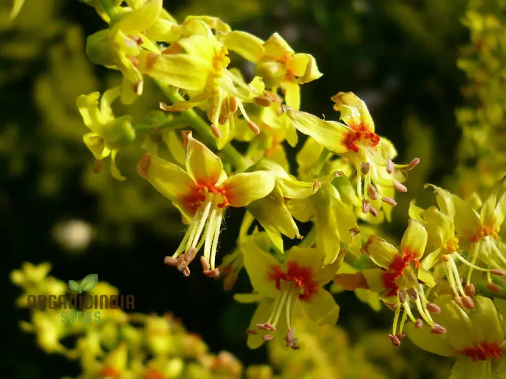 Koelreuteria Paniculata Seeds: Grow Stunning Golden Rain Trees with Ease and Enjoyment!