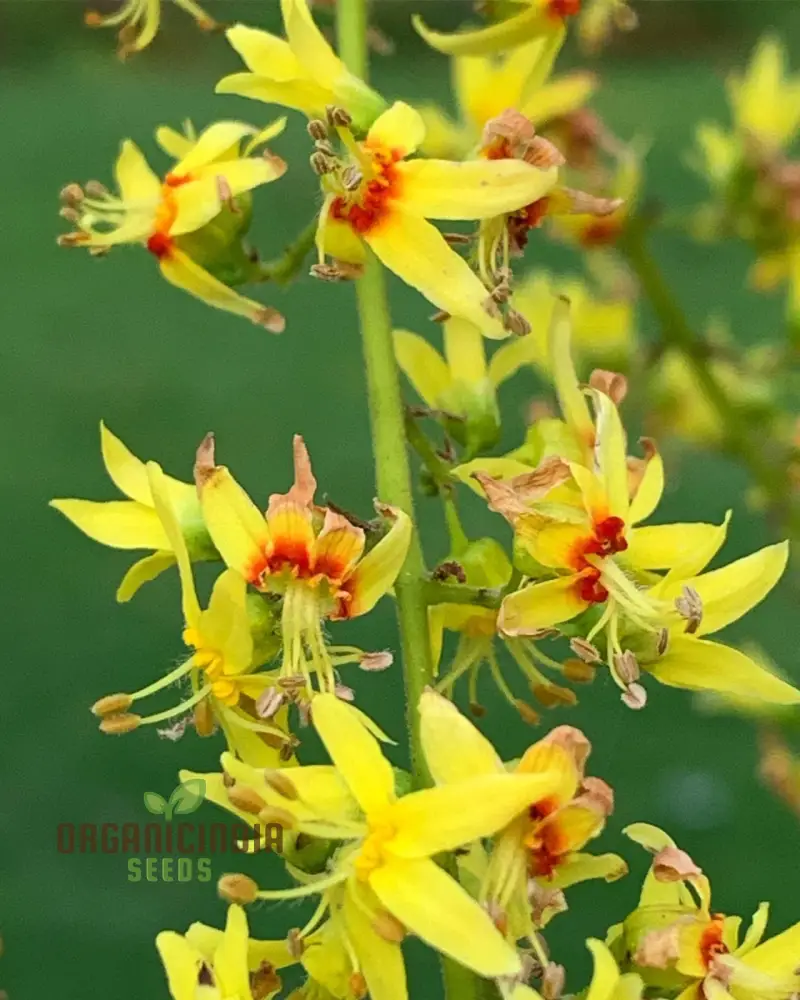 Koelreuteria Paniculata Seeds: Grow Stunning Golden Rain Trees with Ease and Enjoyment! - Image 3
