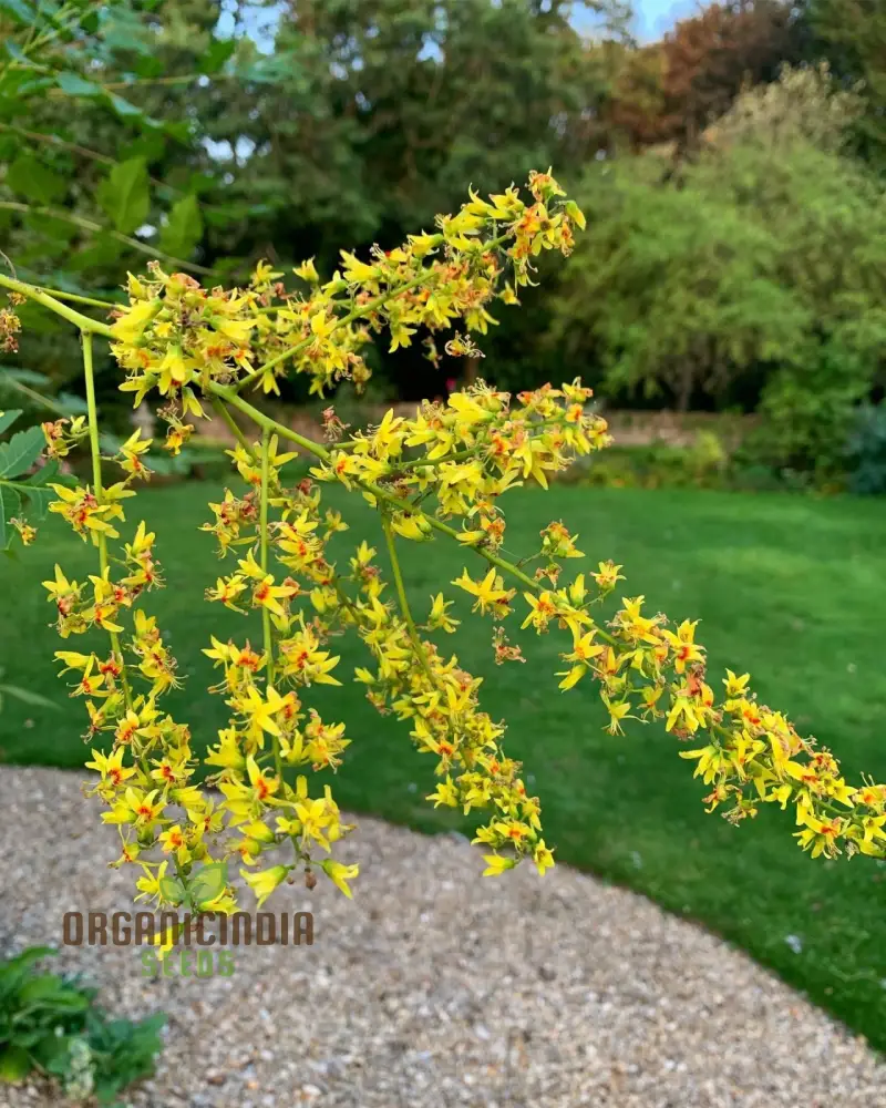 Koelreuteria Paniculata Seeds: Grow Stunning Golden Rain Trees with Ease and Enjoyment! - Image 4