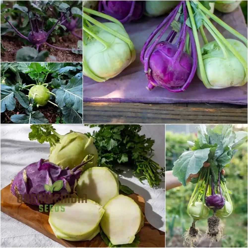 Kohl Rabi Mix Seeds for Planting and Gardening - Organic Vegetable Seeds