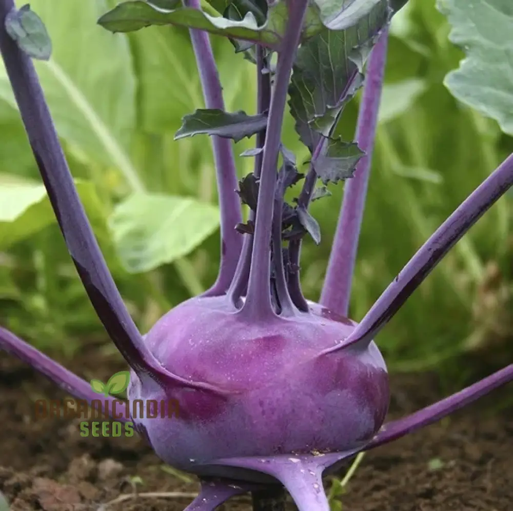 Kohl Rabi - Purple Vienna Seeds for Planting and Gardening - Premium Quality Seeds