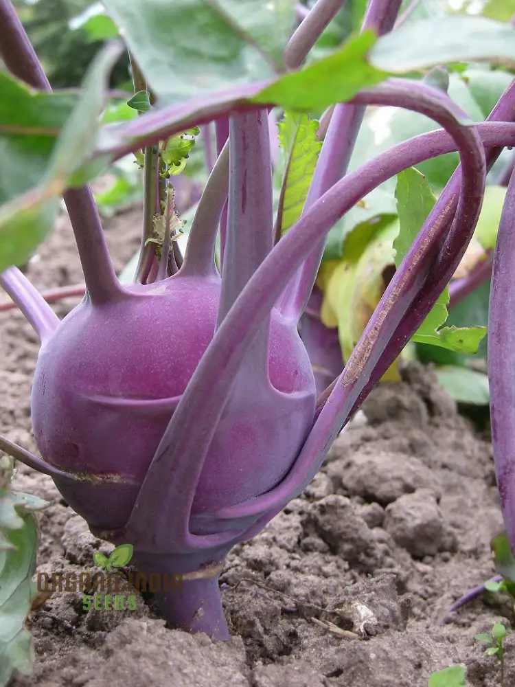 Kohl Rabi - Purple Vienna Seeds for Planting and Gardening - Premium Quality Seeds - Image 4