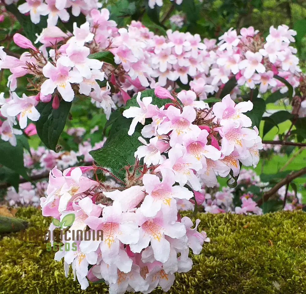 Kolkwitzia amabilis Seeds for a Blossoming Garden Experience-Grow Your Own Beauty!