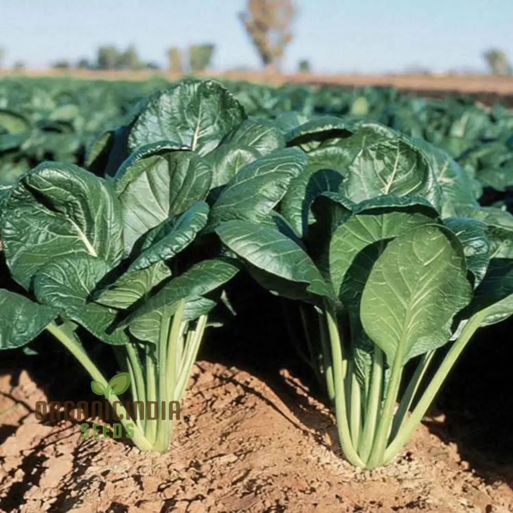 Komatsuna Leafy Vegetable Seeds for Thriving Planting and Gardening High-Quality seeds