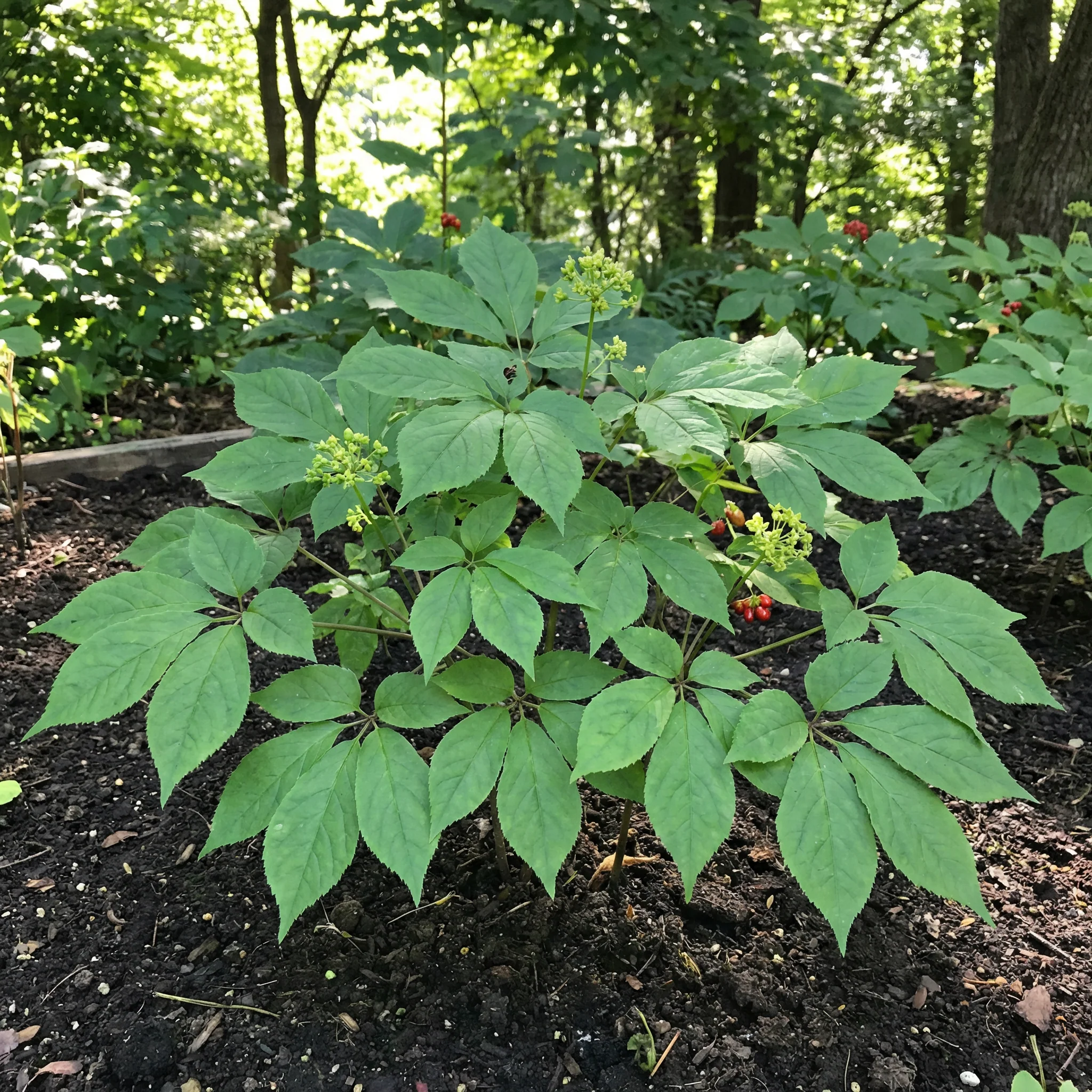 Korean Ginseng (Panax ginseng) Seeds for Planting – Heirloom, Non-GMO Medicinal Herb for Energy, Immunity & Vitality - Image 3