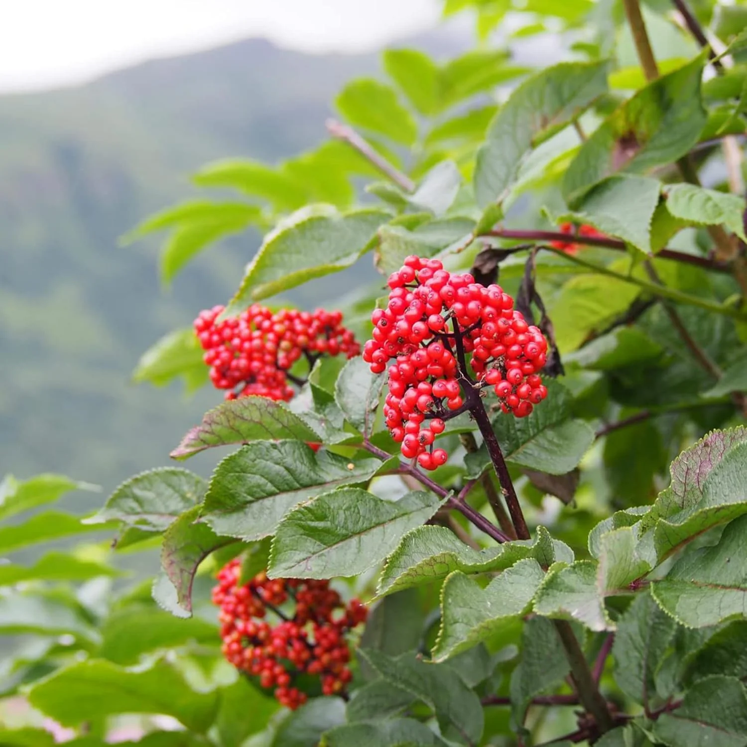 Korean Ginseng Seeds Panax Ginseng Perennial Health Benefits Garden Beds Outdoor Border Herb Seeds - Image 7