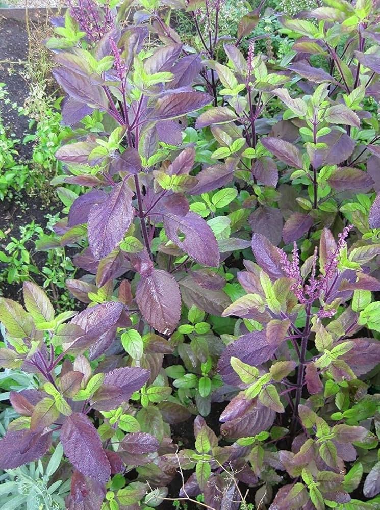 Krishna Tulsi Seeds – Holy Basil Seeds for Planting | Organic Herb