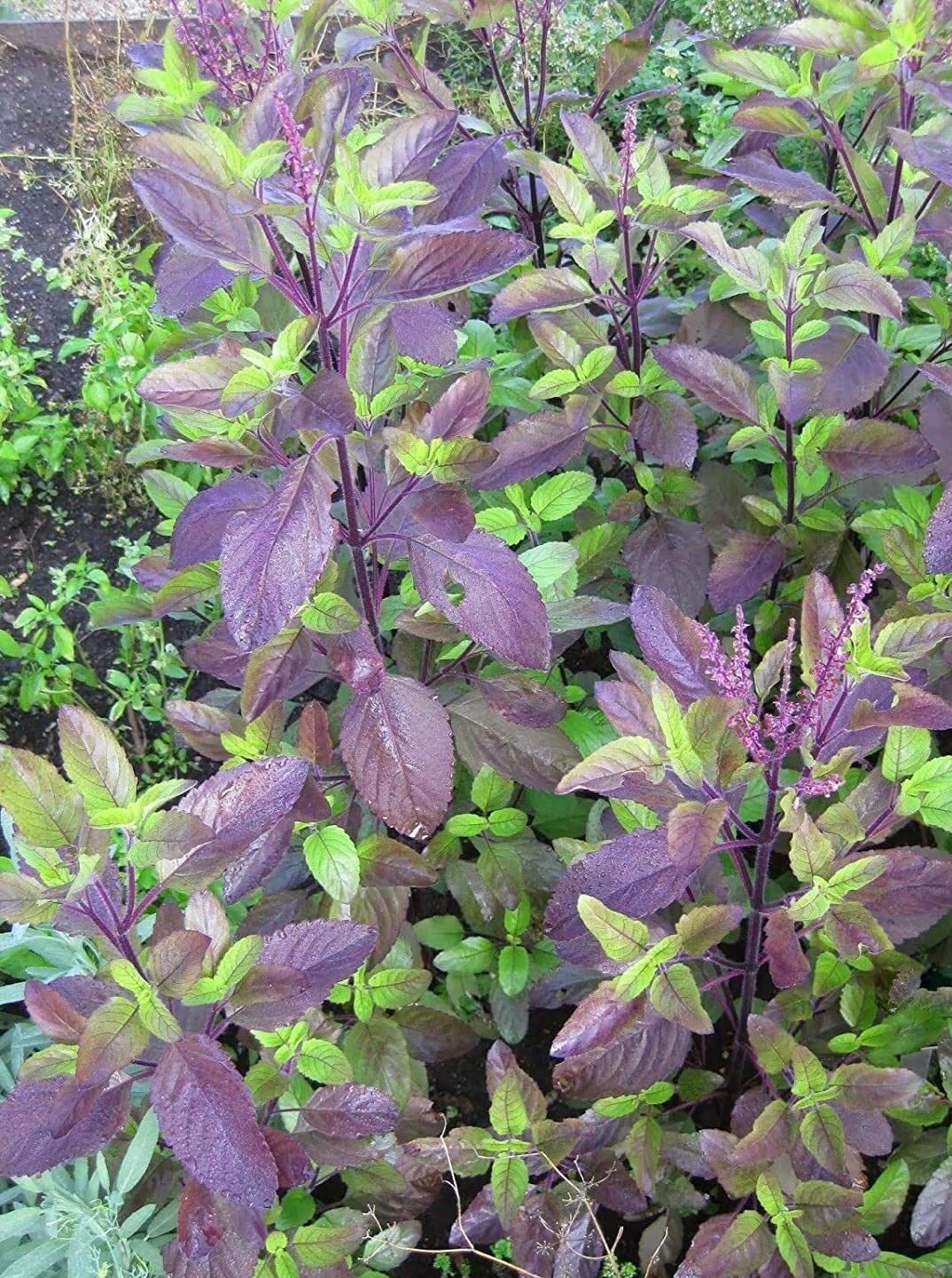 Krishna Tulsi Seeds – Holy Basil Seeds for Planting | Organic Herb - Image 2