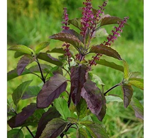 Krishna Tulsi Seeds – Holy Basil Seeds for Planting | Organic Herb - Image 3