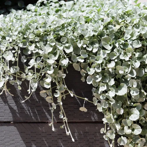 Dichondra Repens Silver Falls & Emerald Falls Seeds – Cascading Ground Cover for Hanging Baskets & Landscapes