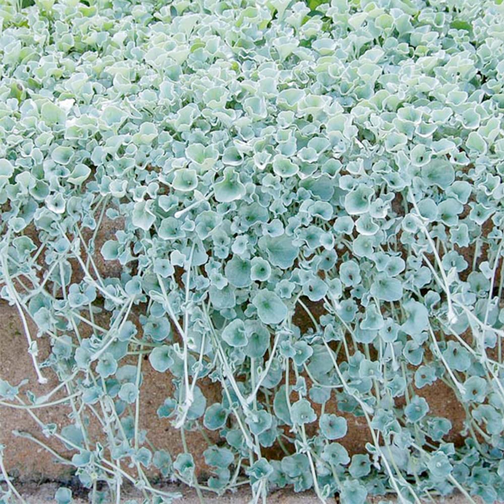 Dichondra Repens Silver Falls & Emerald Falls Seeds – Cascading Ground Cover for Hanging Baskets & Landscapes - Image 2