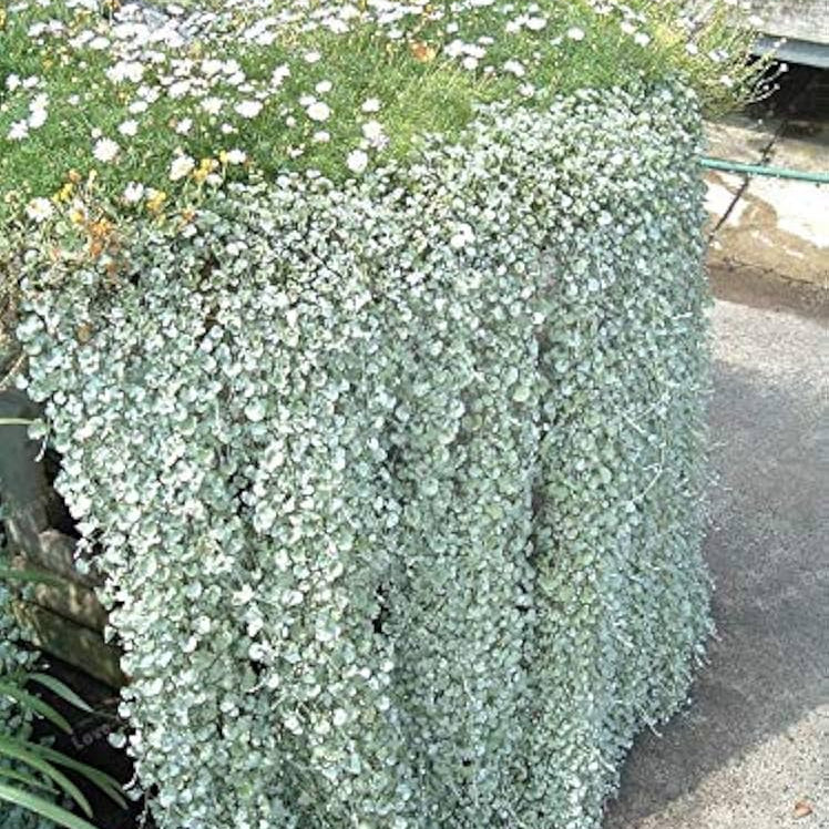 Dichondra Repens Silver Falls & Emerald Falls Seeds – Cascading Ground Cover for Hanging Baskets & Landscapes - Image 4