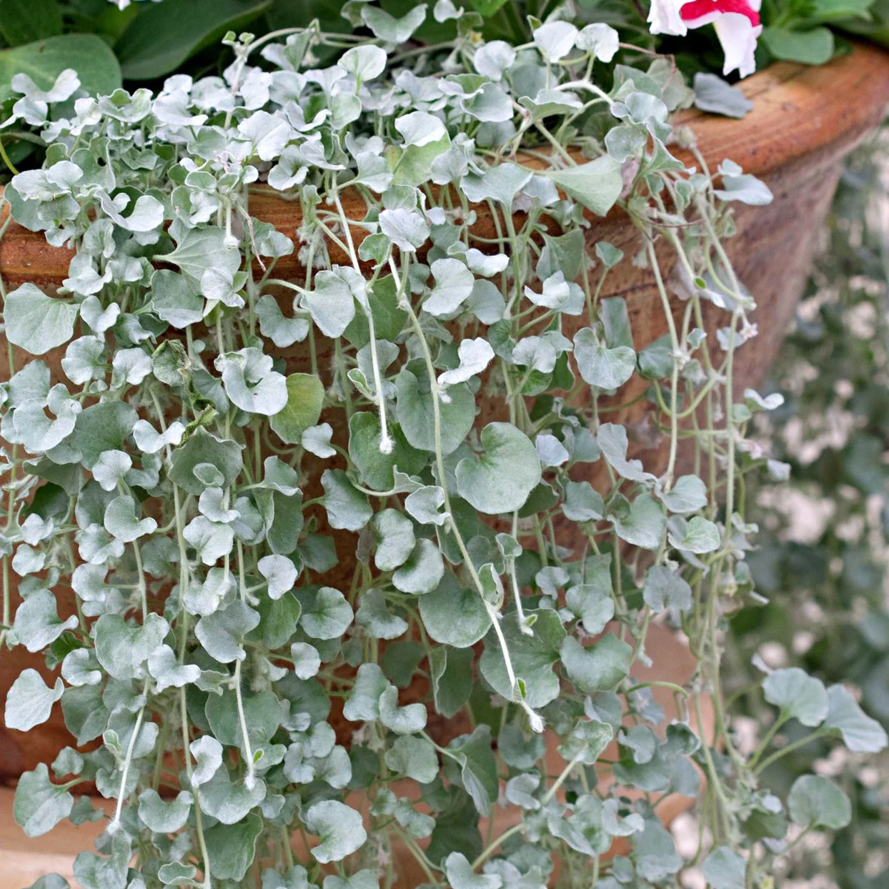 Dichondra Repens Silver Falls & Emerald Falls Seeds – Cascading Ground Cover for Hanging Baskets & Landscapes - Image 5