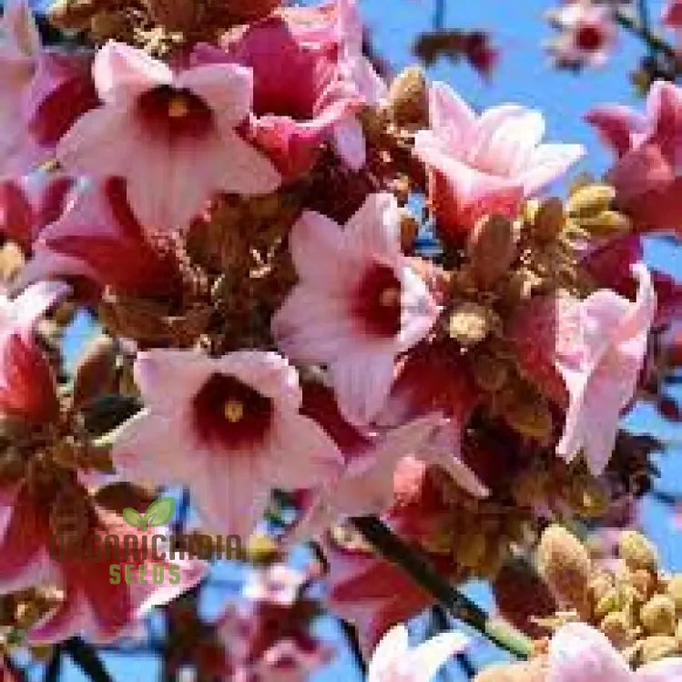 Kurrajong Wildflower Seeds - Native Australian Gardening | Buy Wildflower Seeds Online