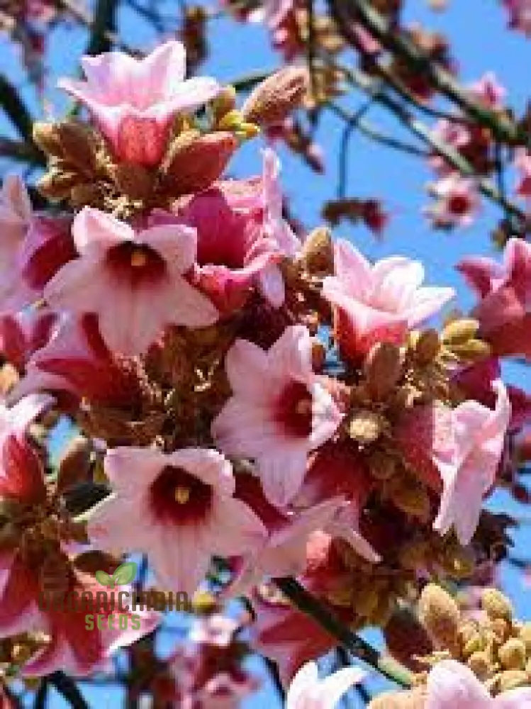 Kurrajong Wildflower Seeds - Native Australian Gardening | Buy Wildflower Seeds Online - Image 2