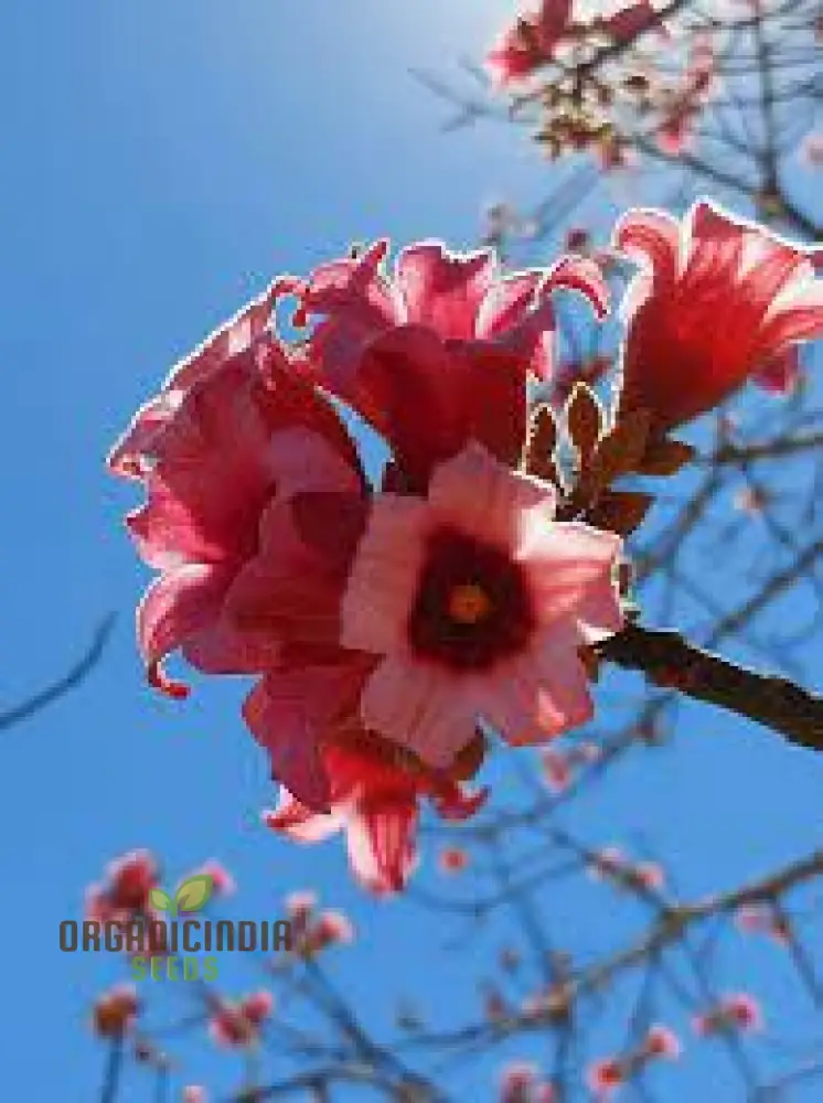 Kurrajong Wildflower Seeds - Native Australian Gardening | Buy Wildflower Seeds Online - Image 3