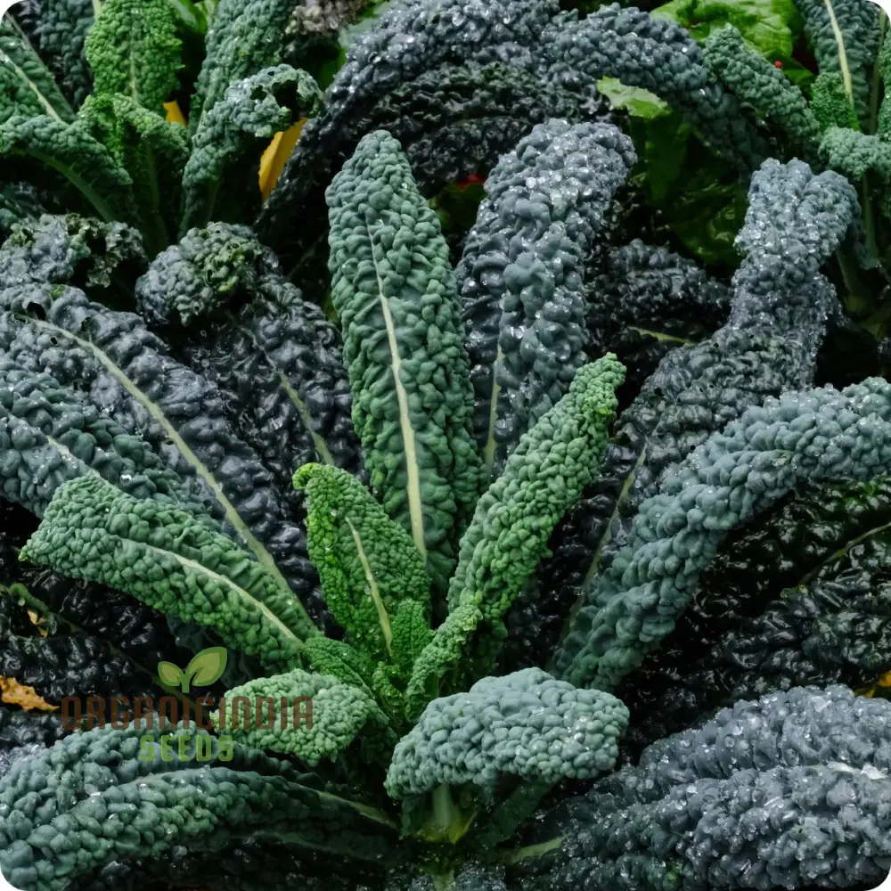 Lacinato Kale Seeds For Planting: Comprehensive Gardening Guide for Thriving, Nutritious Harvests"