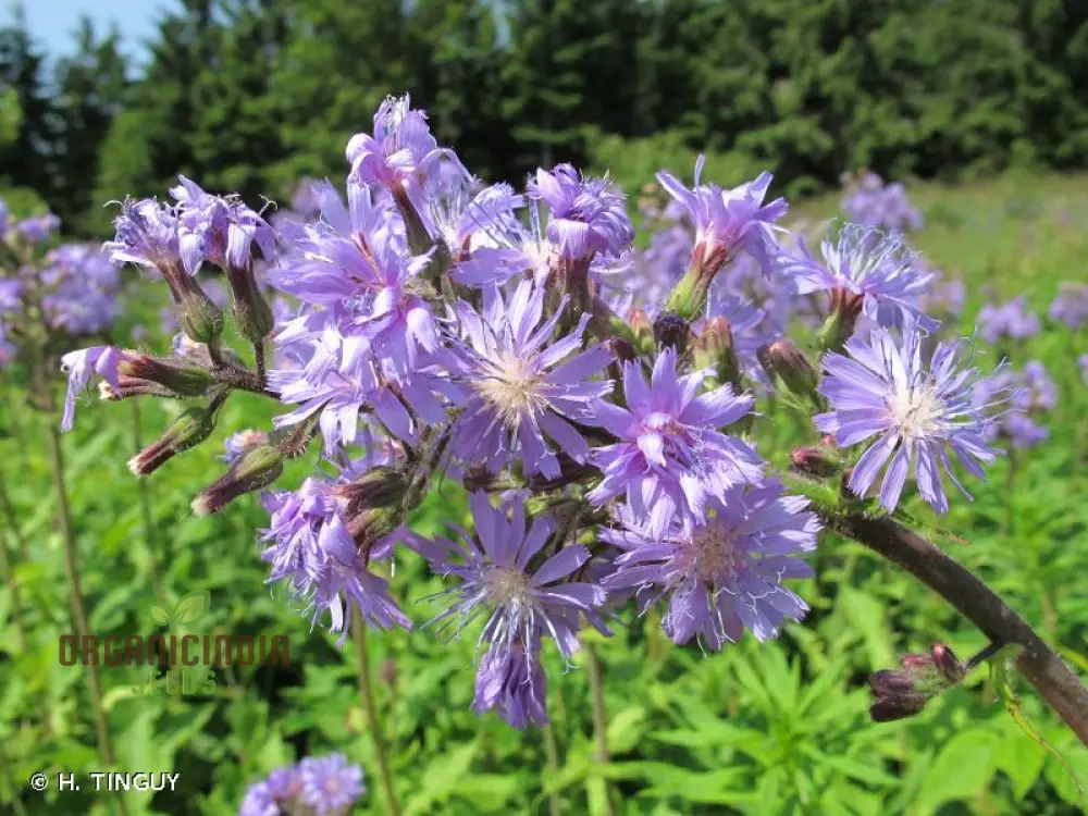 LACTUCA PLUMIERI Seeds for Your Gardening Adventure – Cultivate Exquisite Flora Straight from Seed to Garden!