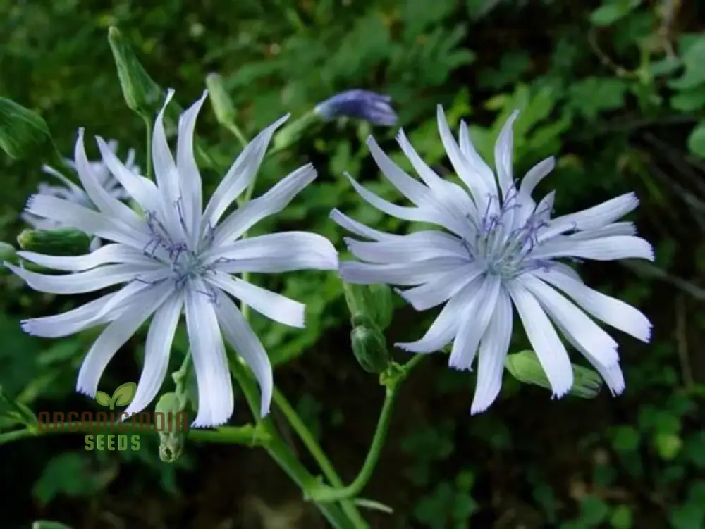 LACTUCA PLUMIERI Seeds for Your Gardening Adventure – Cultivate Exquisite Flora Straight from Seed to Garden! - Image 3