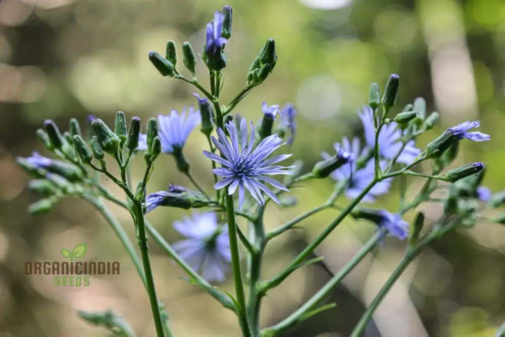 LACTUCA PLUMIERI Seeds for Your Gardening Adventure – Cultivate Exquisite Flora Straight from Seed to Garden! - Image 4
