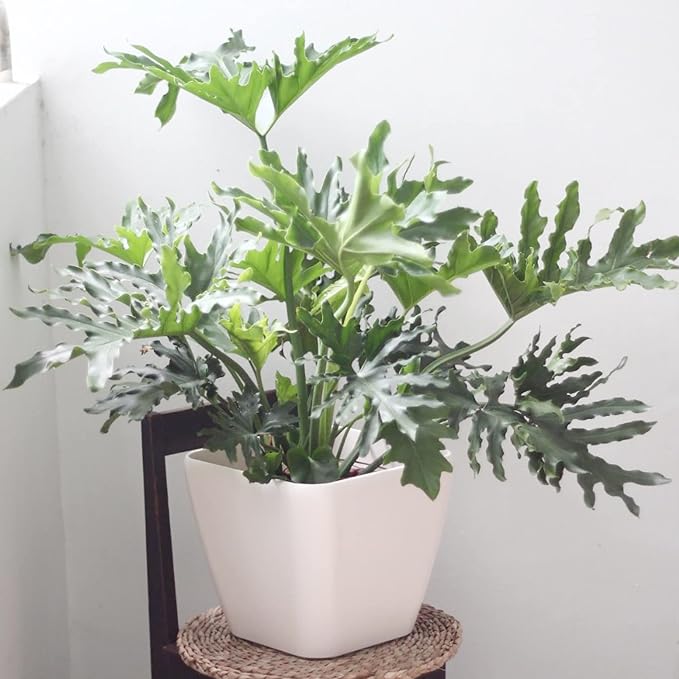 Lacy Tree Philodendron Seeds – Broadleaf Evergreen Tropical Plant for Indoor & Outdoor Gardens