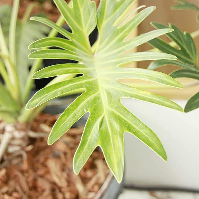 Lacy Tree Philodendron Seeds – Broadleaf Evergreen Tropical Plant for Indoor & Outdoor Gardens - Image 3