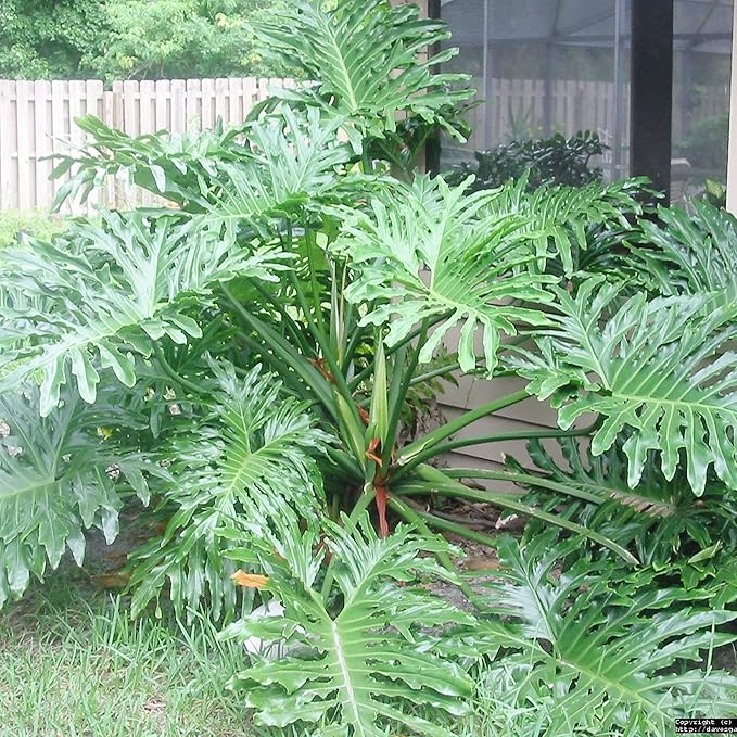 Lacy Tree Philodendron Seeds – Broadleaf Evergreen Tropical Plant for Indoor & Outdoor Gardens - Image 4