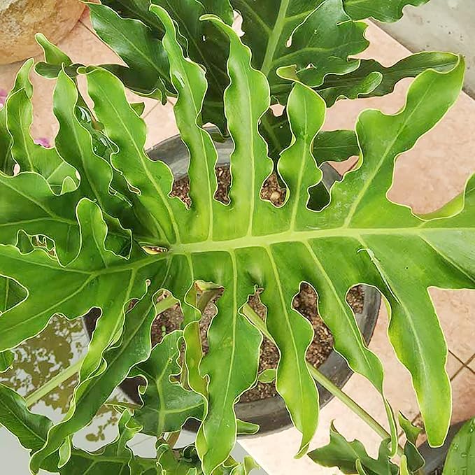 Lacy Tree Philodendron Seeds – Broadleaf Evergreen Tropical Plant for Indoor & Outdoor Gardens - Image 5