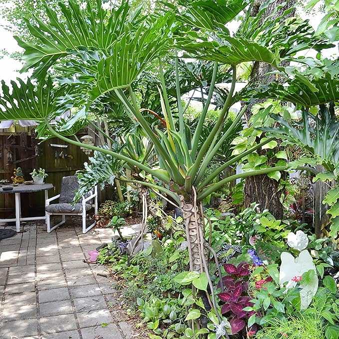 Lacy Tree Philodendron Seeds – Broadleaf Evergreen Tropical Plant for Indoor & Outdoor Gardens - Image 6