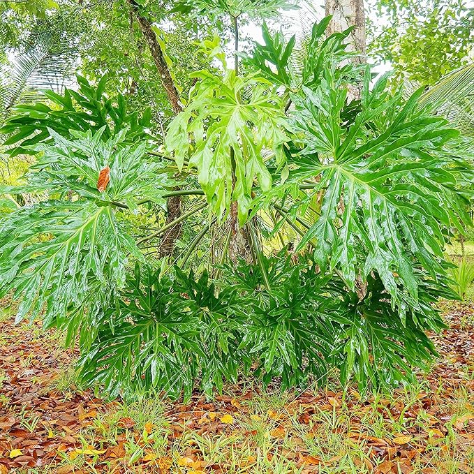 Lacy Tree Philodendron Seeds – Broadleaf Evergreen Tropical Plant for Indoor & Outdoor Gardens - Image 7