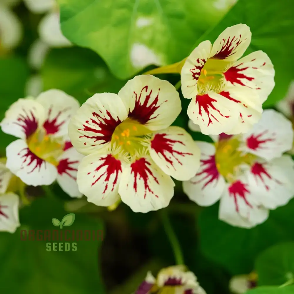 Lady Bird Cream Purple Nasturtium Flower Seeds For Planting, Expert Tips for Planting and Gardening
