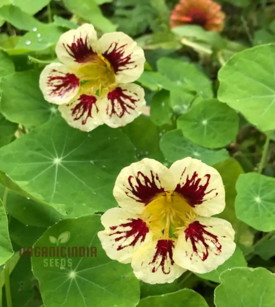 Lady Bird Cream Purple Nasturtium Flower Seeds For Planting, Expert Tips for Planting and Gardening - Image 3