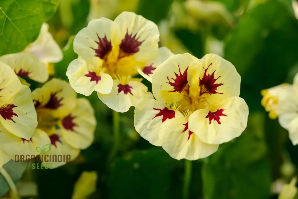 Lady Bird Cream Purple Nasturtium Flower Seeds For Planting, Expert Tips for Planting and Gardening - Image 4