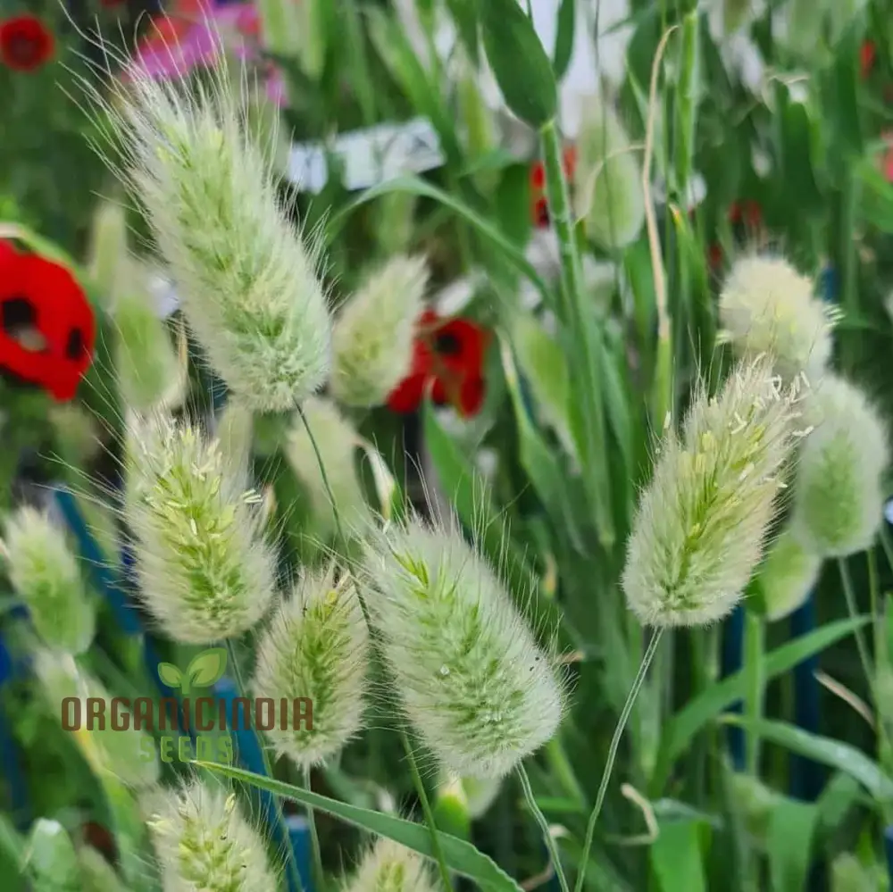 Lagurus Ovatus Seeds – Ornamental Grass Variety for Charming Garden Landscapes