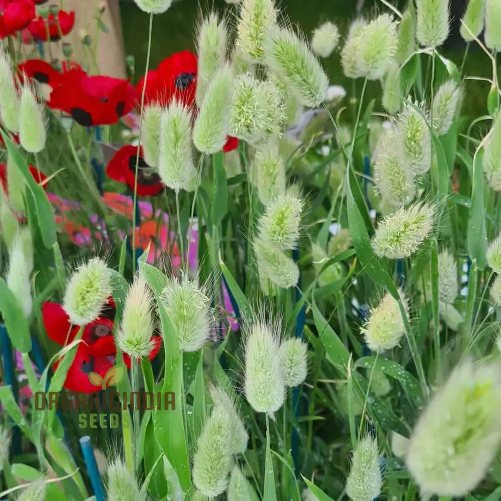 Lagurus Ovatus Seeds – Ornamental Grass Variety for Charming Garden Landscapes - Image 3