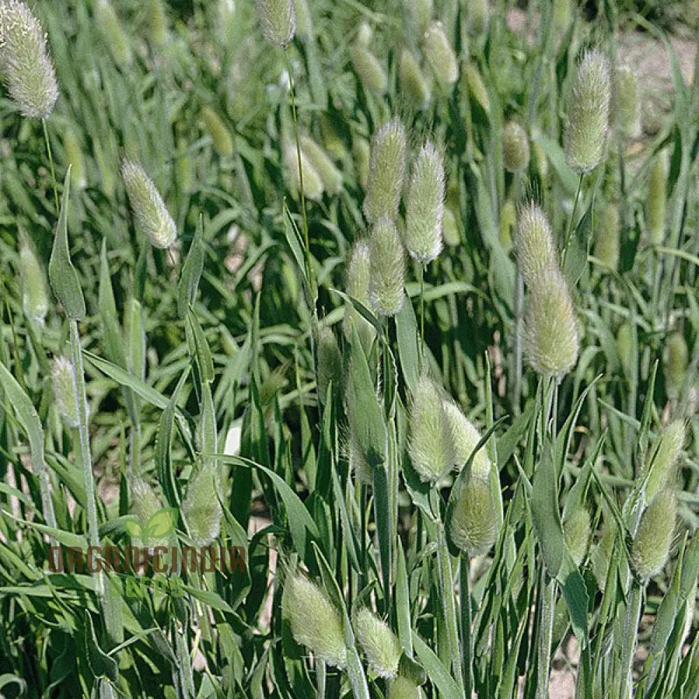 Lagurus Ovatus Seeds – Ornamental Grass Variety for Charming Garden Landscapes - Image 4