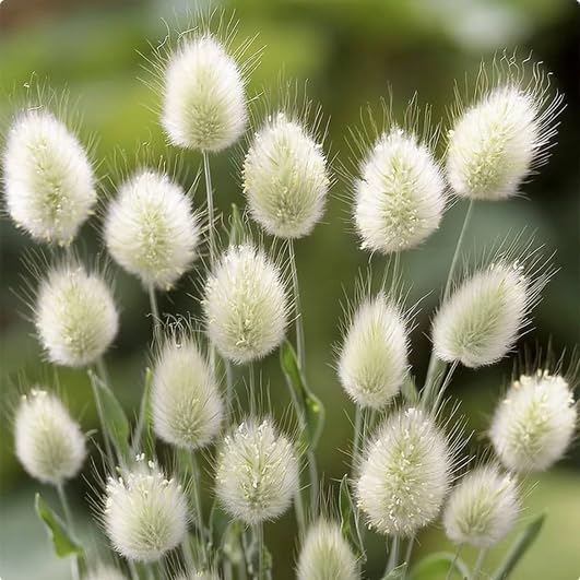 Lagurus Ovatus Seeds – Ornamental Grass Variety for Charming Garden Landscapes - Image 5