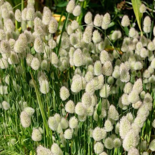 Lagurus Ovatus Seeds – Ornamental Grass Variety for Charming Garden Landscapes - Image 6