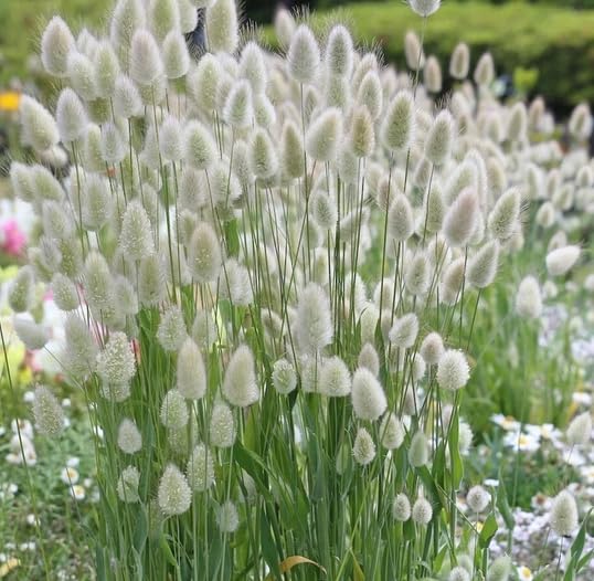 Lagurus Ovatus Seeds – Ornamental Grass Variety for Charming Garden Landscapes - Image 7