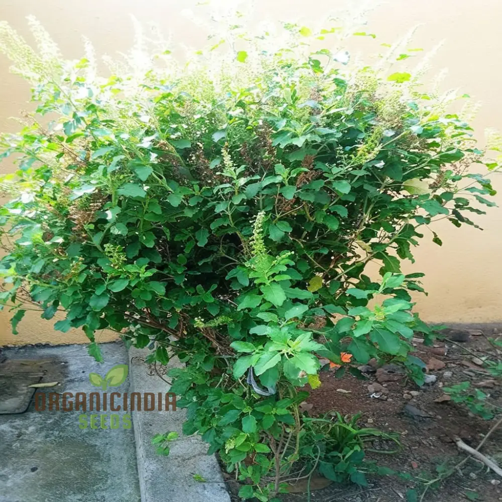 Lakshmi Tulasi Seeds or Basil Herb Seeds For Planting - Image 3