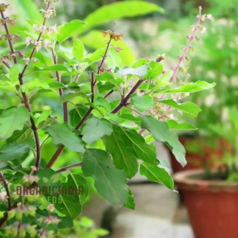 Lakshmi Tulasi Seeds or Basil Herb Seeds For Planting - Image 4