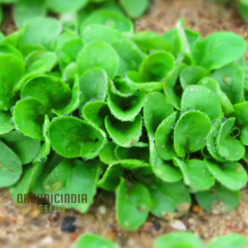 Lambs Lettuce Verte de Cambrai Seeds, Elevate Your Gardening Experience with Fresh, Flavorful Harvests Straight from Your Own Garden!