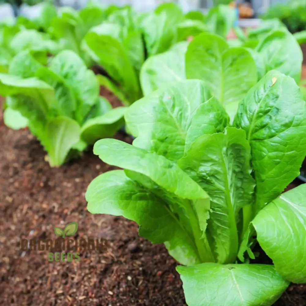 Lambs Lettuce Verte de Cambrai Seeds, Elevate Your Gardening Experience with Fresh, Flavorful Harvests Straight from Your Own Garden! - Image 3