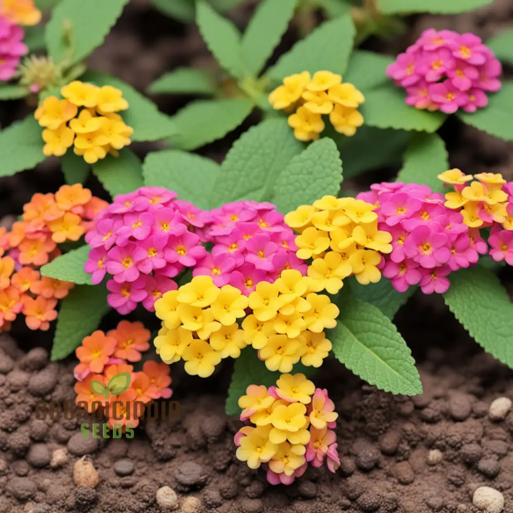 Yellow-Pink-Orange Lantana Flower Seeds For Planting Elevate Your Gardening with a Burst of Color and Beauty