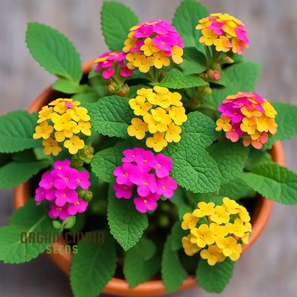 Yellow-Pink-Orange Lantana Flower Seeds For Planting Elevate Your Gardening with a Burst of Color and Beauty - Image 3