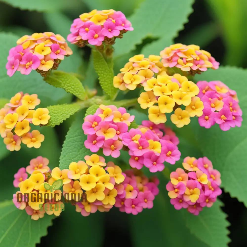 Yellow-Pink-Orange Lantana Flower Seeds For Planting Elevate Your Gardening with a Burst of Color and Beauty - Image 4